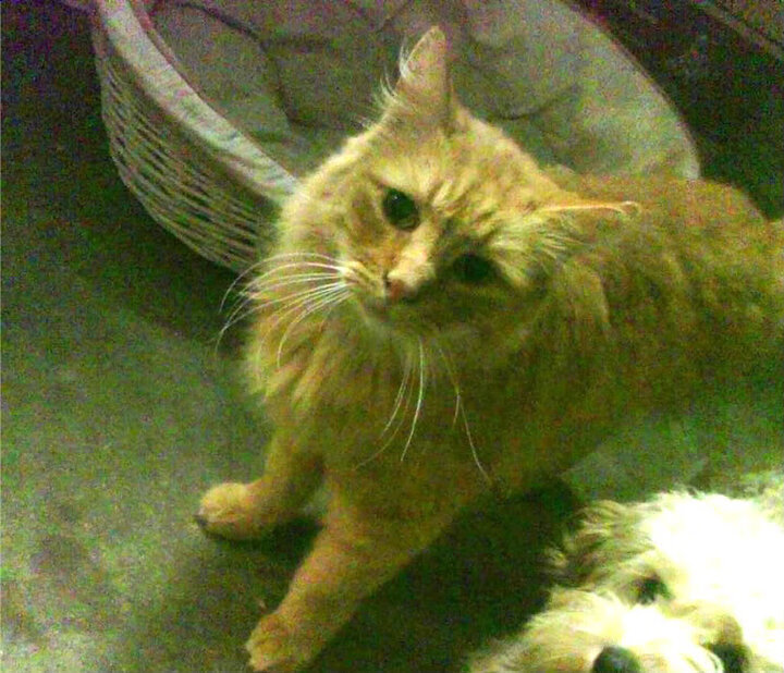 PG电子试玩-骑士对阵活塞，利拉德关键时刻站出来，一记三分定乾坤